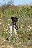 FOX TERRIER POIL LISSE 053